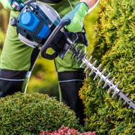Jardinier taille de haie 19